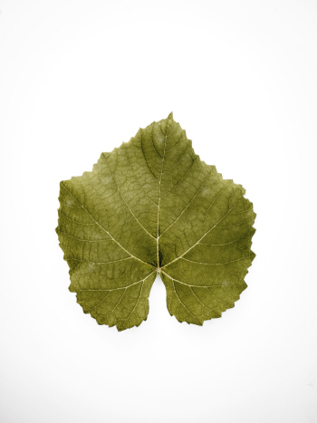 Green Leaf Green Leaf