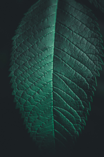 Green Leaf Green Leaf
