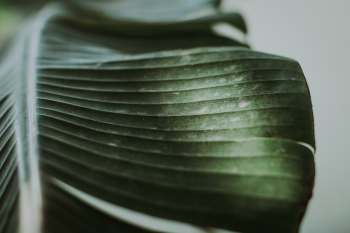 Green Leaf Green Leaf
