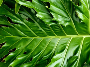 Green Leaf Green Leaf