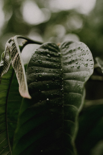 Green Leaf Green Leaf