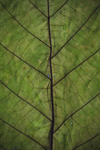 Green Leaf Green Leaf