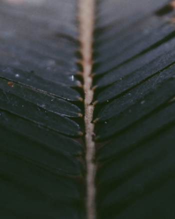 Green Leaf Green Leaf