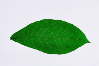 Green Leaf Green Leaf