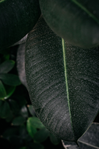 Green Leaf Green Leaf