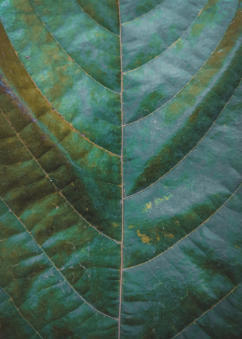 Green Leaf Green Leaf