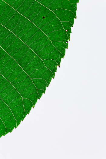Green Leaf Green Leaf