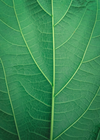 Green Leaf Green Leaf