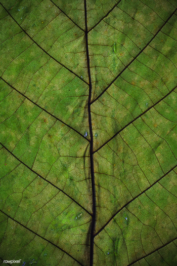 Green leaf background | Free public domain photo - 680872 Green leaf background | Free public domain photo - 680872