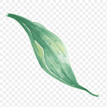 Green leaf botanical transparent png watercolor sticker Green leaf botanical transparent png watercolor sticker