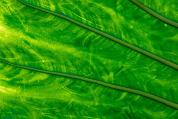 Green Leaf Close Up Glowing In Light Green Leaf Close Up Glowing In Light