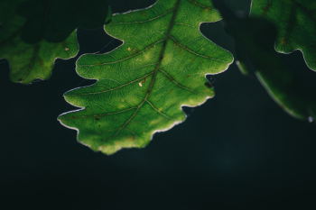 Green Leaf Close-up Photo Green Leaf Close-up Photo