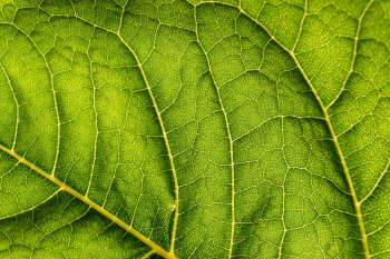Green-leaf Close-up Photo Green-leaf Close-up Photo
