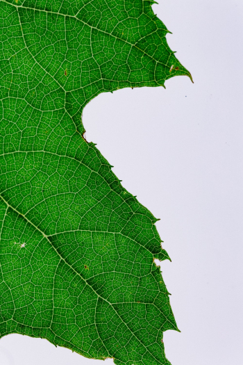 Green Leaf Close-up Photography Green Leaf Close-up Photography