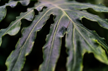 Green Leaf Closeup Green Leaf Closeup