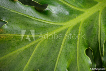 Green leaf closeup Green leaf closeup