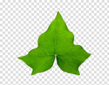Green leaf, Common ivy Hedera hibernica Leaf Vine , A ivy leaf transparent background PNG clipart