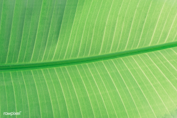 Green leaf | Free public domain photo - 430304 Green leaf | Free public domain photo - 430304