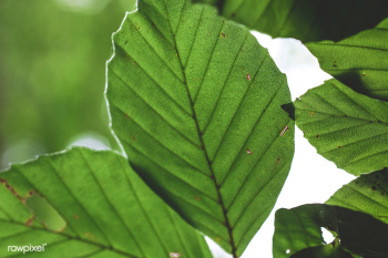 Green leaf | Free public domain photo - 600075 Green leaf | Free public domain photo - 600075