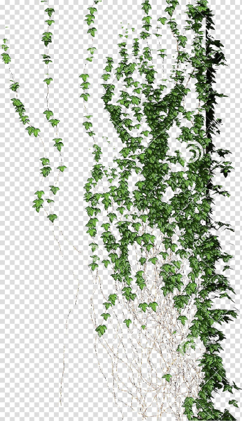 Green leaf illustration, Planta trepadora Vine Flora Liana, climb transparent background PNG clipart