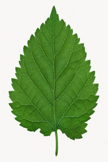 Green leaf isolated design | Free Photo - rawpixel Green leaf isolated design | Free Photo - rawpixel