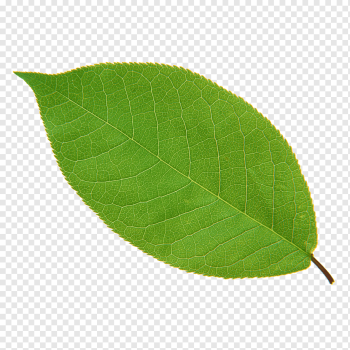 green leaf, Leaf Green Plant Euclidean, leaf, maple Leaf, leaves, leaf Border png