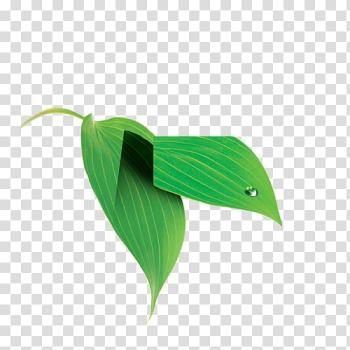 Green leaf , Leaf, leaf transparent background PNG clipart Green leaf , Leaf, leaf transparent background PNG clipart