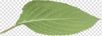 Green leaf, Leaf, leaf transparent background PNG clipart Green leaf, Leaf, leaf transparent background PNG clipart