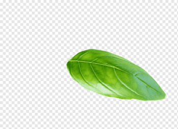 green leaf, Leaf Plant Basil, basil, Leaf, Plant, Basil png green leaf, Leaf Plant Basil, basil, Leaf, Plant, Basil png