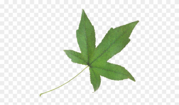 Green Leaf - Maple Leaf Green Leaf - Maple Leaf