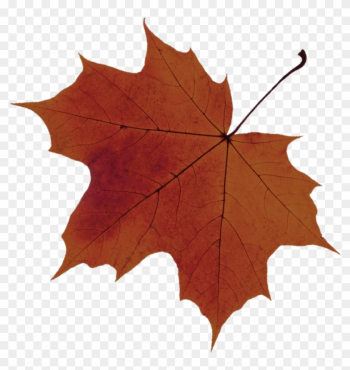 Green-leaf - Maple Sugar Leaf Green-leaf - Maple Sugar Leaf
