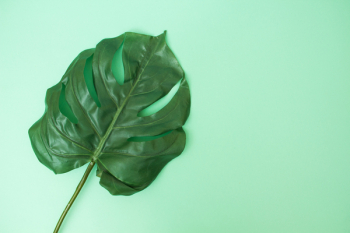 Green Leaf On Green Surface Green Leaf On Green Surface