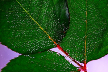 Green Leaf on Water Illustration Green Leaf on Water Illustration