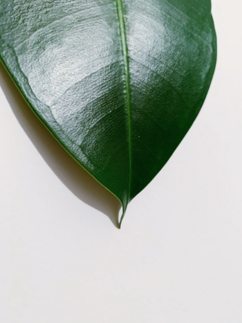 Green Leaf on White Surface