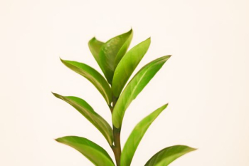 green leaf plant green leaf plant