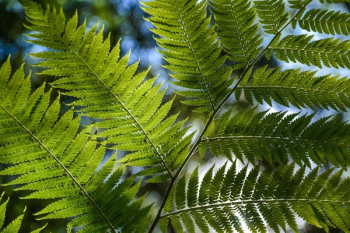 Green Leaf Plant Close Up Photo Green Leaf Plant Close Up Photo