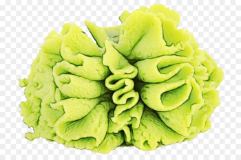 green leaf plant flower leaf vegetable green leaf plant flower leaf vegetable