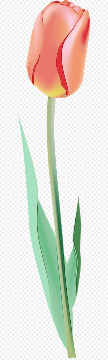green leaf plant grass plant stem green leaf plant grass plant stem