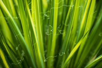 Green Leaf Plant in Macro Photography Green Leaf Plant in Macro Photography