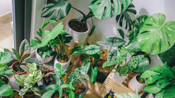 Green Leaf Plant Lot Green Leaf Plant Lot