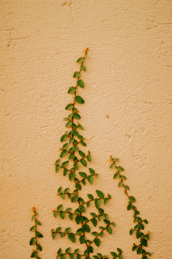 Green Leaf Plant on Orange Wall Green Leaf Plant on Orange Wall