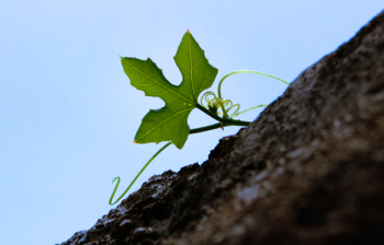 Green Leaf Plant Under Blue Sky at Daytime Green Leaf Plant Under Blue Sky at Daytime