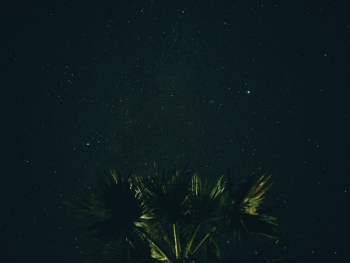 green leaf plant under clear sky at night green leaf plant under clear sky at night