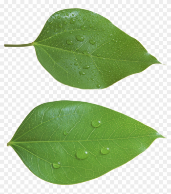 Green Leaf Png - Leaf Png