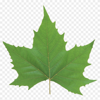 Green Leaf Png - Maple Leaf Green Leaf Png - Maple Leaf