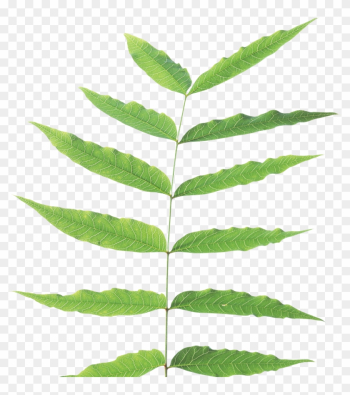 Green Leaf Png - Plant Stem Png Green Leaf Png - Plant Stem Png