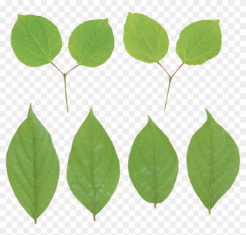 Green Leaf Png - Portable Network Graphics Green Leaf Png - Portable Network Graphics