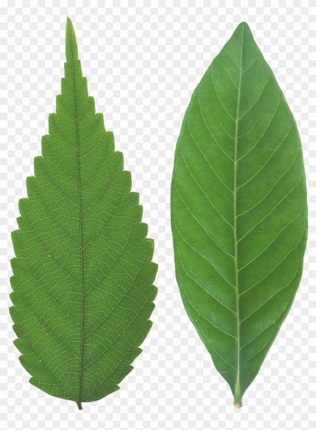 Green Leaf Png - Portable Network Graphics Green Leaf Png - Portable Network Graphics