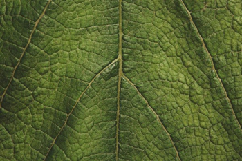 Green Leaf Texture Close Up Green Leaf Texture Close Up