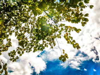 Green Leaf Tree Green Leaf Tree